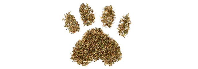 PetCatnip