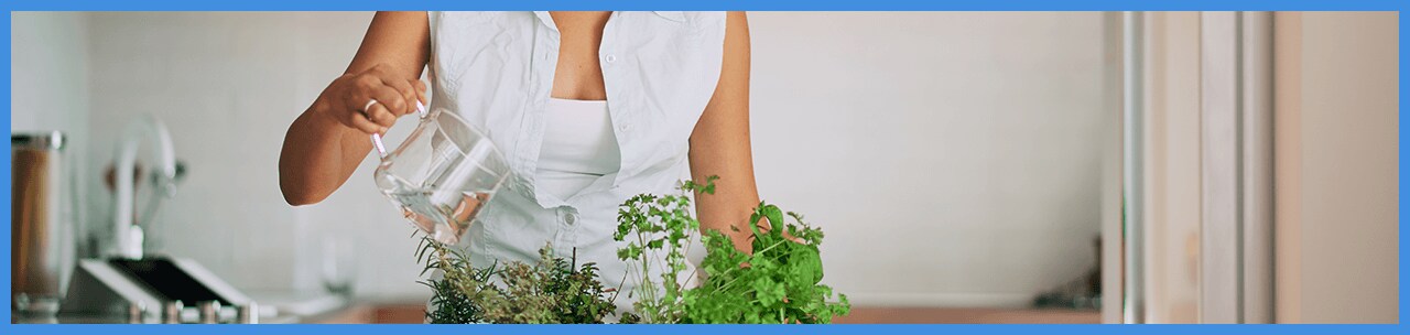 Plants at home