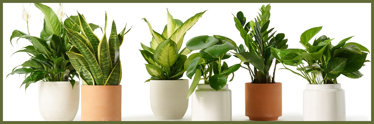 8 Common Houseplants (And How to Care for Them)