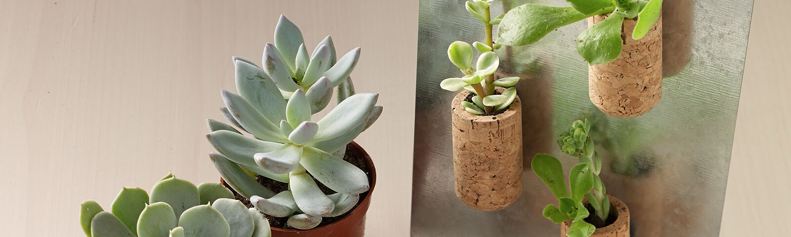 Small succulent plants attached to wine cork magnets