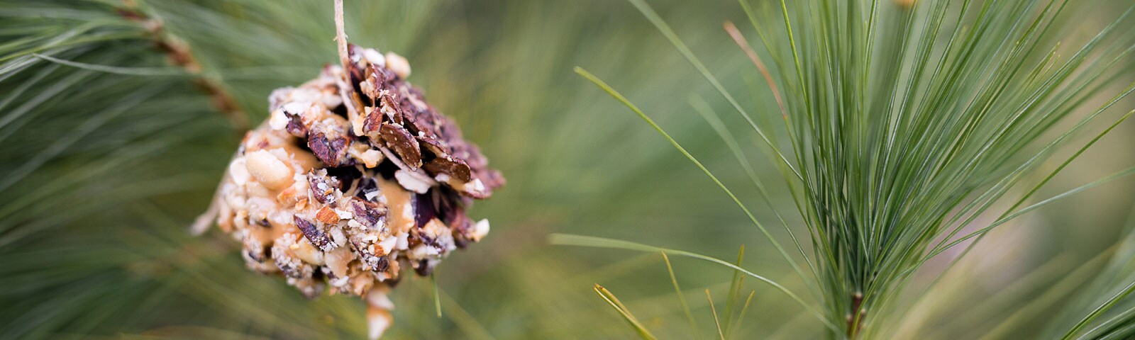 Pine cone handing from a tree limb with peanut butter on it