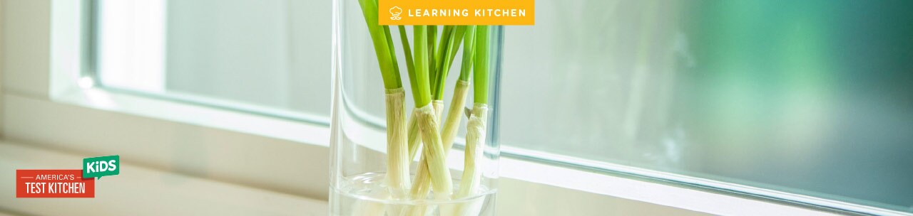 scallions growing in a vase scallions growing in a vase